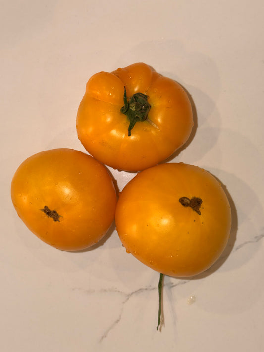 Yellow Tomato