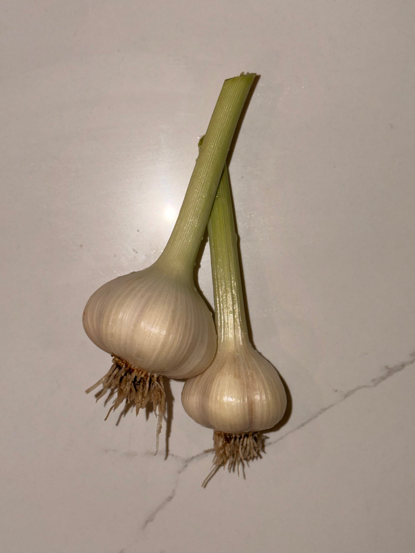Garlic
