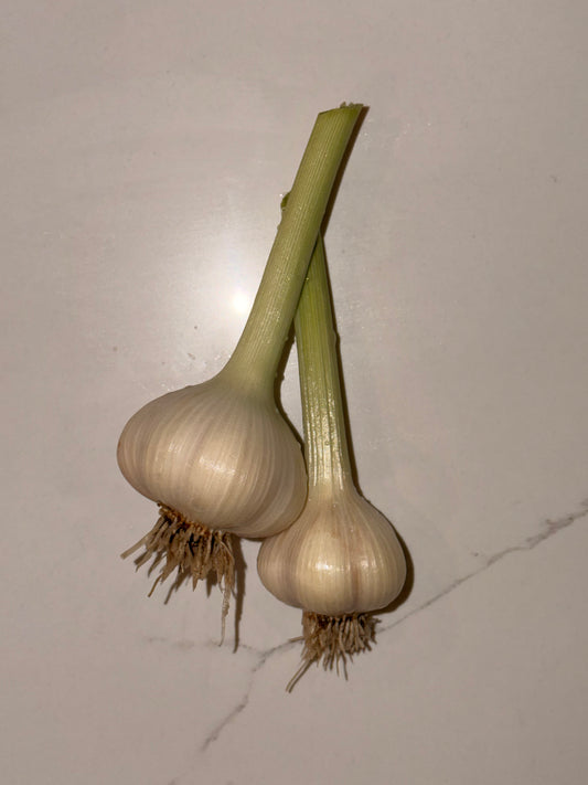 Garlic