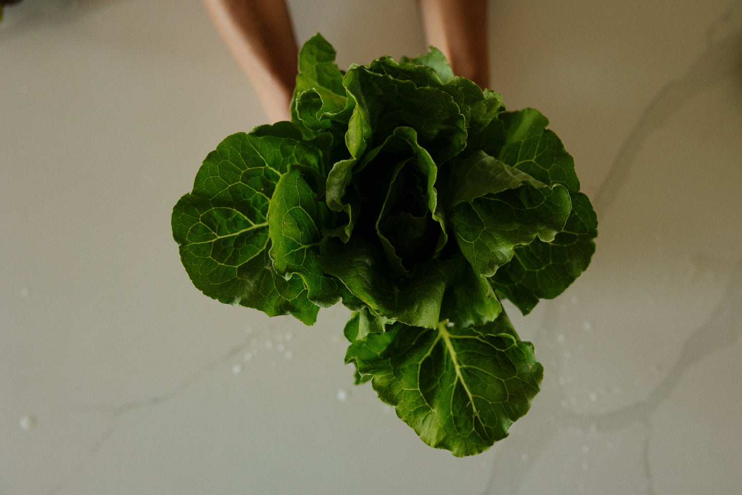 Romaine lettuce