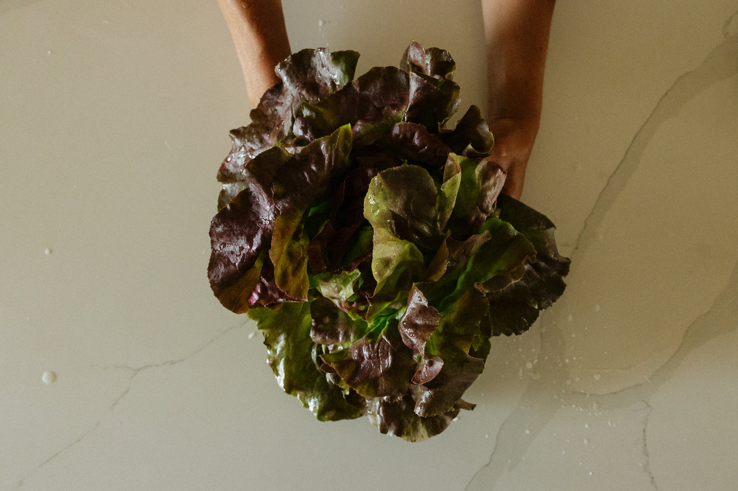 Lettuce Red Butter